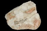 Fossil Oreodont (Merycoidodon) Skull - Wyoming #175648-1